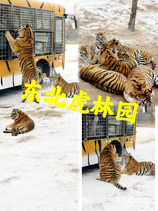 長(zhǎng)春東北虎園門(mén)票價(jià)格詳解，長(zhǎng)春東北虎園門(mén)票價(jià)格全解析