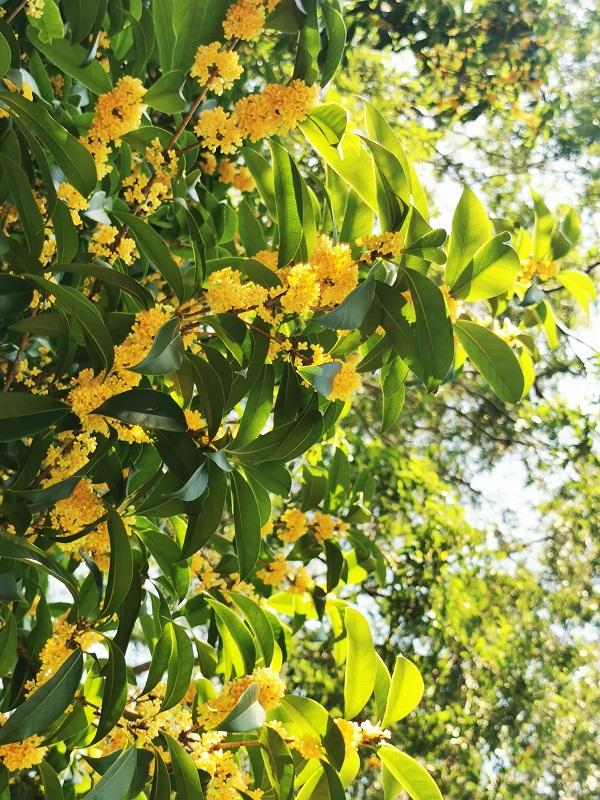 上海植物園圖片，探索自然之美的視覺盛宴，上海植物園，自然之美的視覺盛宴探索