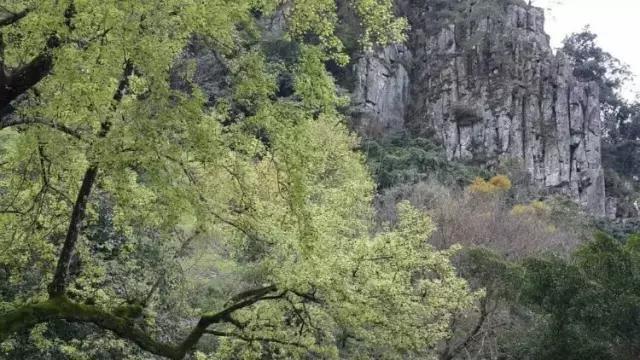 廣州最大原始森林公園，自然與文化的完美融合，廣州最大森林公園，自然與文化交融之美