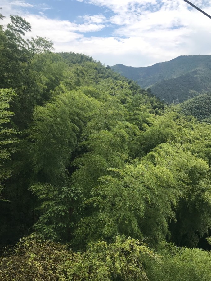 天目湖南山竹海的魅力與SEO優(yōu)化攻略，天目湖南山竹海魅力與SEO優(yōu)化攻略解析
