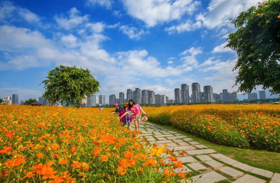 福州花海公園，綻放的自然之美，福州花海公園，自然之美的綻放
