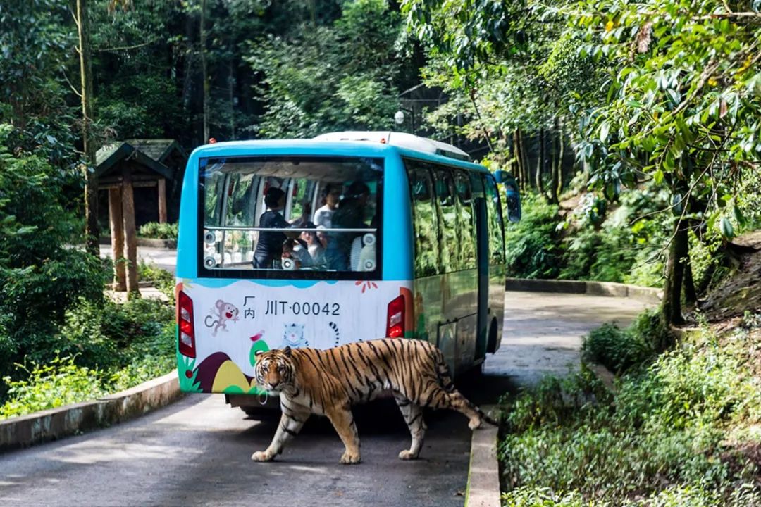 碧峰峽野生動物園門票攻略，全方位了解門票信息，打造完美游玩體驗，碧峰峽野生動物園門票攻略，全方位了解，打造最佳游玩體驗