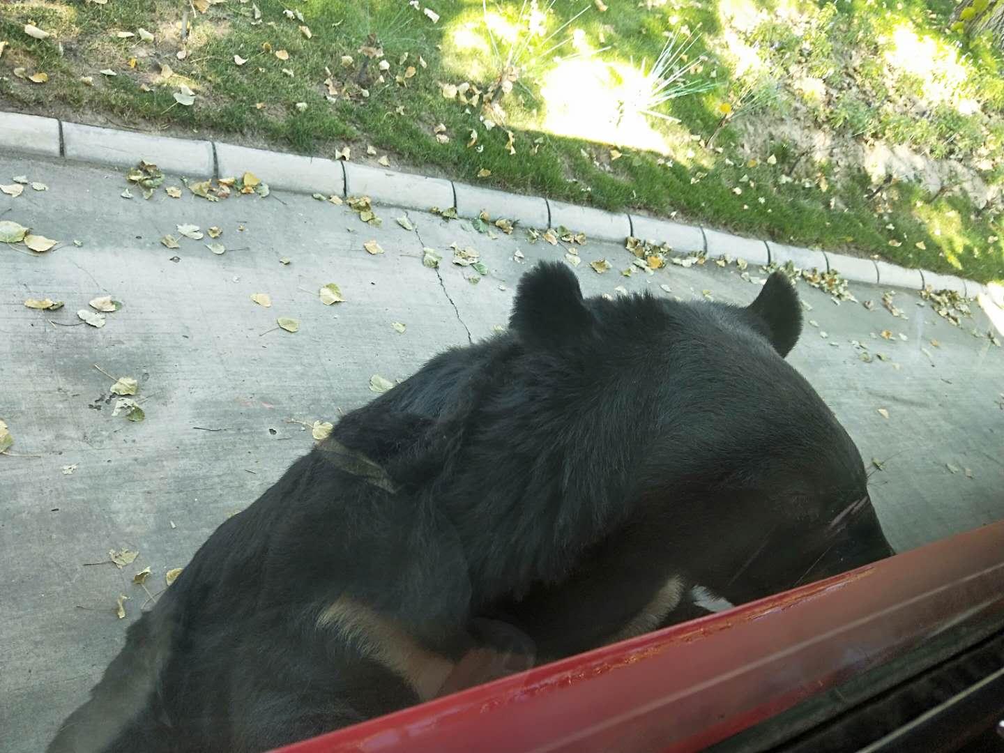 大興野生動物園門票優(yōu)惠政策詳解，大興野生動物園門票優(yōu)惠政策全面解析