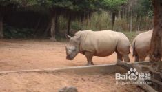 香江野生動物世界門票攻略，探索奇妙動物世界的首選之地，香江野生動物世界門票攻略，探索奇妙動物王國的首選之旅