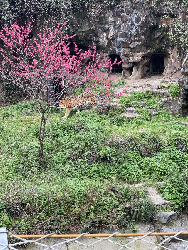 杭州動物園好玩嗎？——一次生動有趣的探訪之旅，杭州動物園探訪之旅，樂趣無窮的動物世界體驗
