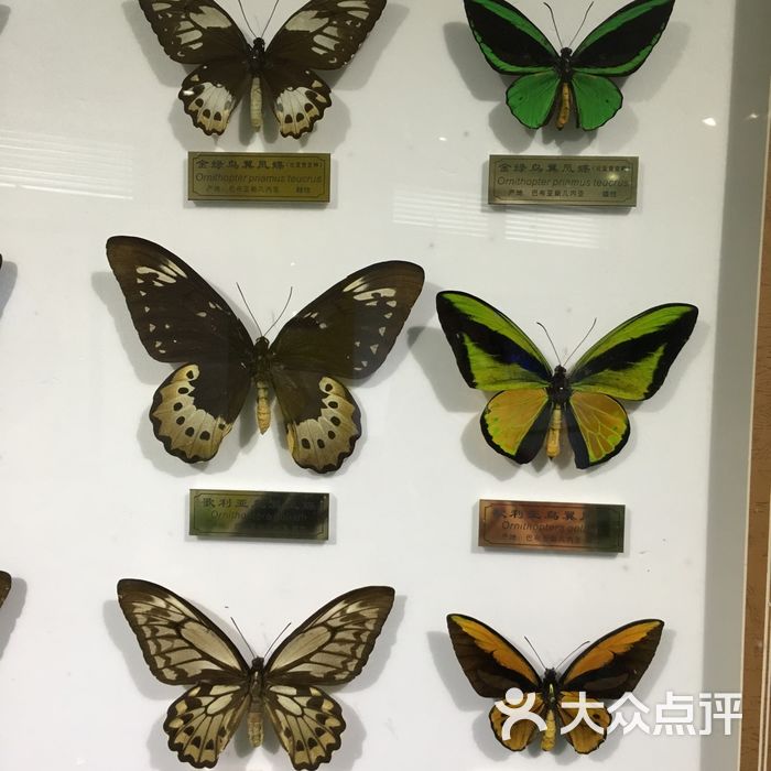 上海昆蟲博物館，探索昆蟲世界的奧秘之地，上海昆蟲博物館，揭秘昆蟲世界的奧秘之地