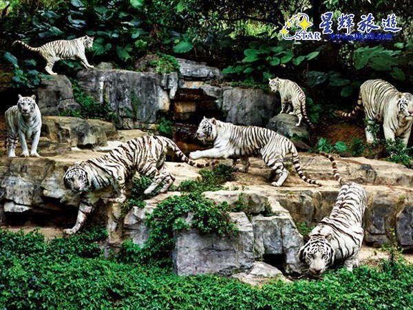 香江動物園門票價格詳解，香江動物園門票價格全面解析