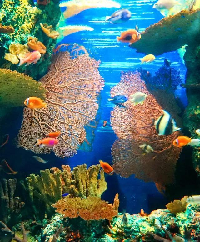 海底世界圖片大全大圖，探索神秘的海底奇觀，海底奇觀探索，高清圖片大全，盡展神秘海底世界