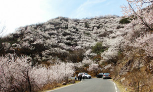 妙峰山風(fēng)景區(qū)攻略，探索自然之美，領(lǐng)略人文之韻，妙峰山風(fēng)景區(qū)攻略，自然人文之美探索之旅