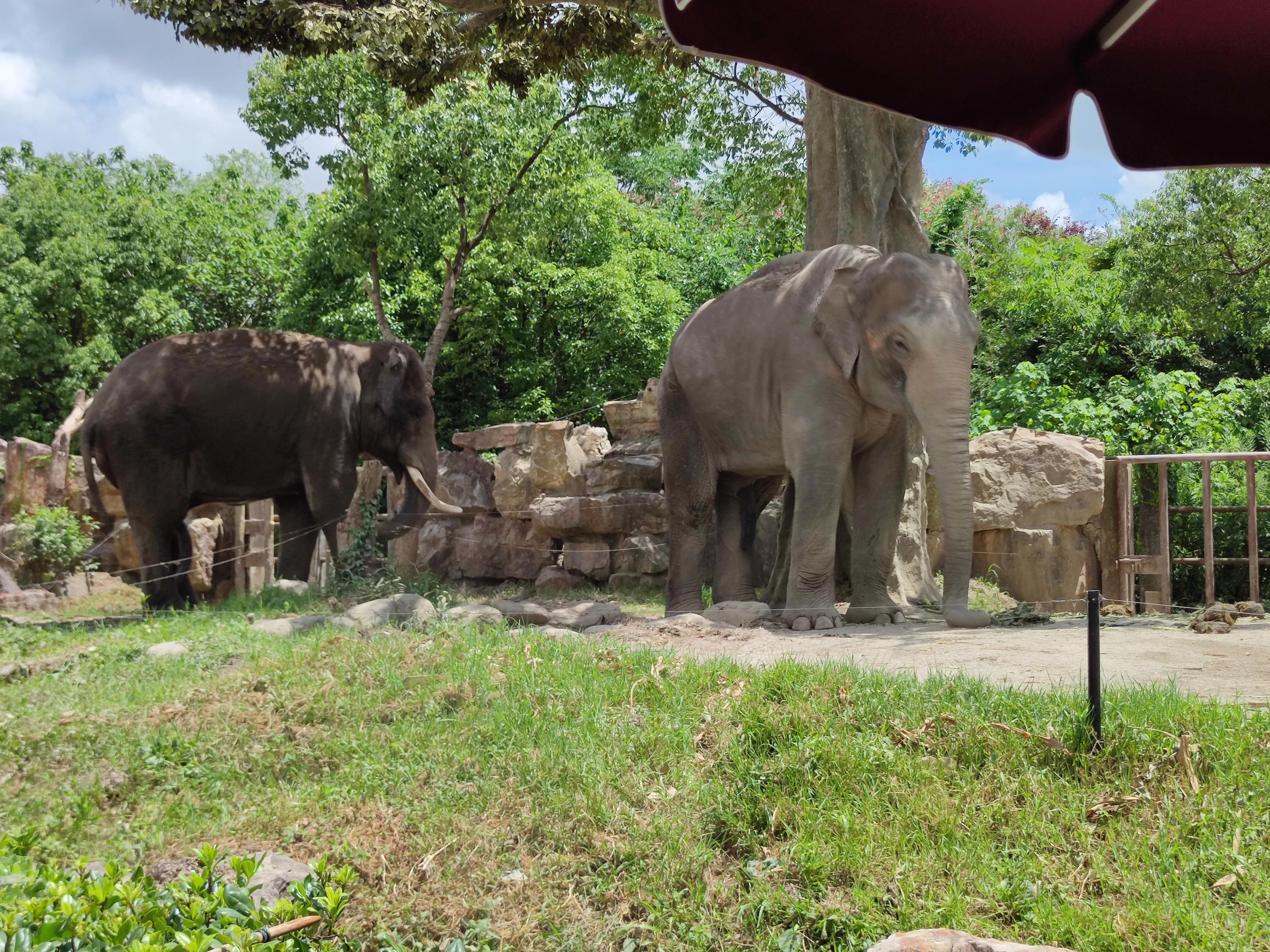 上海野生動物園游玩時間攻略，最佳游覽時刻與體驗(yàn)細(xì)節(jié)，上海野生動物園游玩攻略，最佳游覽時刻及體驗(yàn)細(xì)節(jié)全解析