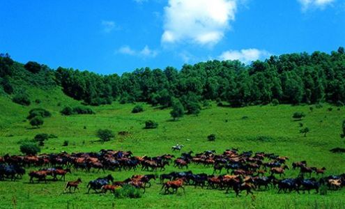 關(guān)山牧場門票價格及旅游指南，關(guān)山牧場門票價格與旅游攻略