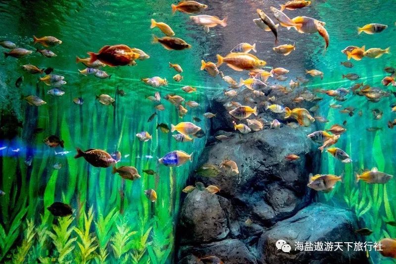 探索神秘的海底世界——上海大洋海底世界，上海大洋海底世界，揭開神秘海底世界的神秘面紗