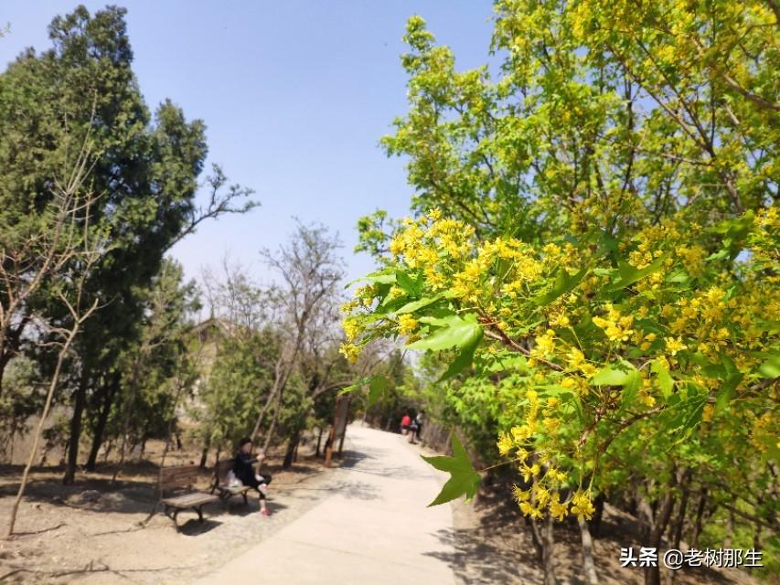 北京百望山森林公園，自然之美與人文之韻的完美結(jié)合，北京百望山森林公園，自然人文交融的完美之境