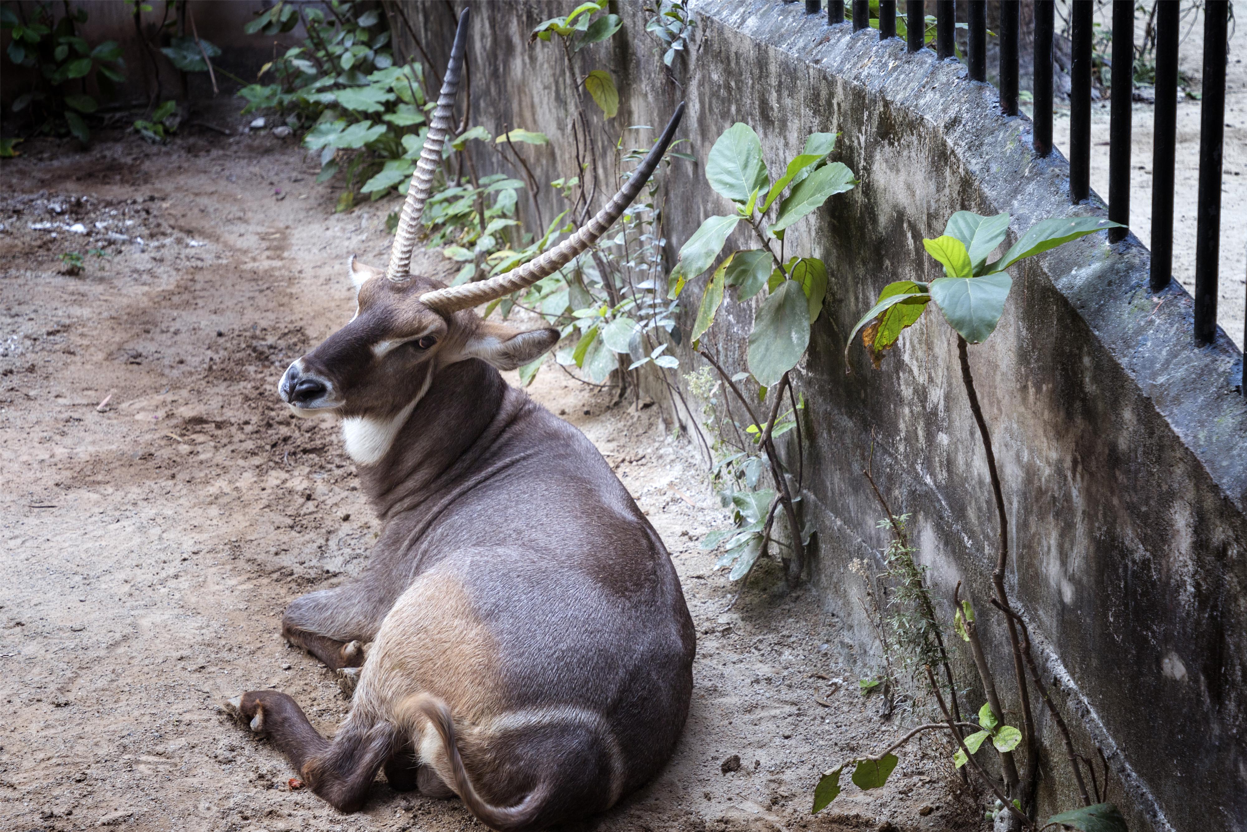 廣州野生動(dòng)物園門票，探索自然奧秘的入場券，廣州野生動(dòng)物園門票，探索自然奧秘的通行證