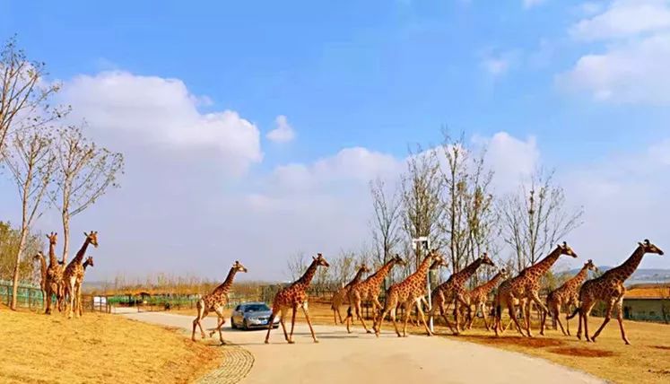 金牛湖野生動物園門票攻略，探索自然，盡享野趣，金牛湖野生動物園門票攻略，探索自然野趣之旅