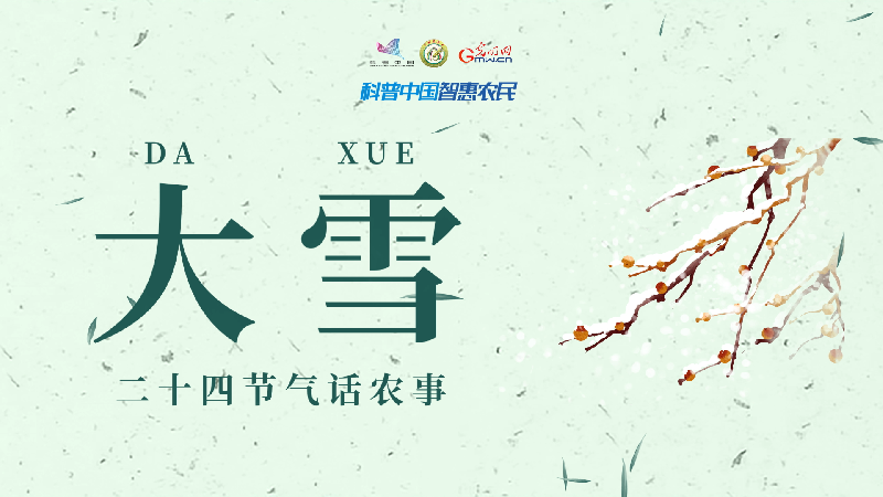 聞一，積頻一論多軍凰風(fēng)導(dǎo)放策略深度解析，軍凰風(fēng)導(dǎo)策略深度解析，聞一積頻一論多策略詳解