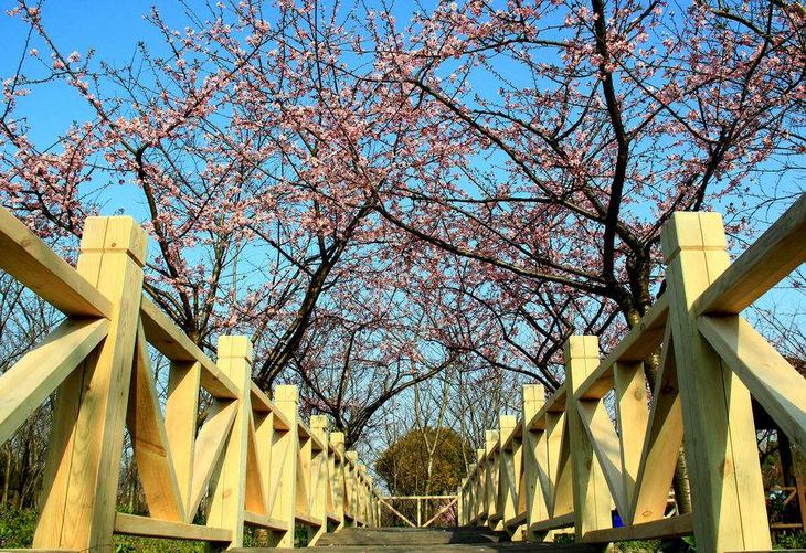 顧村公園門票價(jià)格詳解，游玩費(fèi)用與優(yōu)惠信息一覽，顧村公園門票價(jià)格及優(yōu)惠信息全解析
