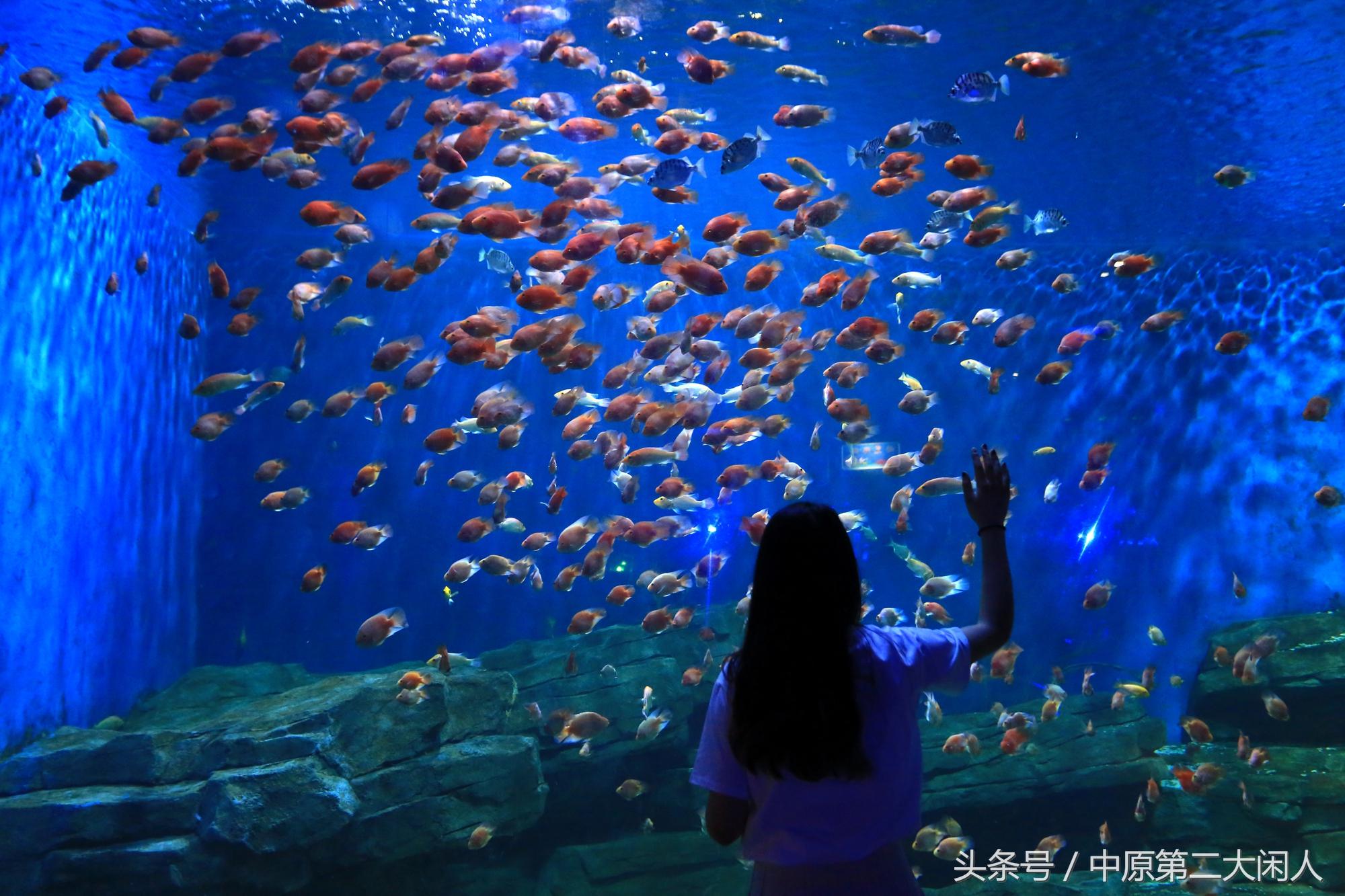 開封海洋館門票價(jià)格詳解，開封海洋館門票價(jià)格全解析