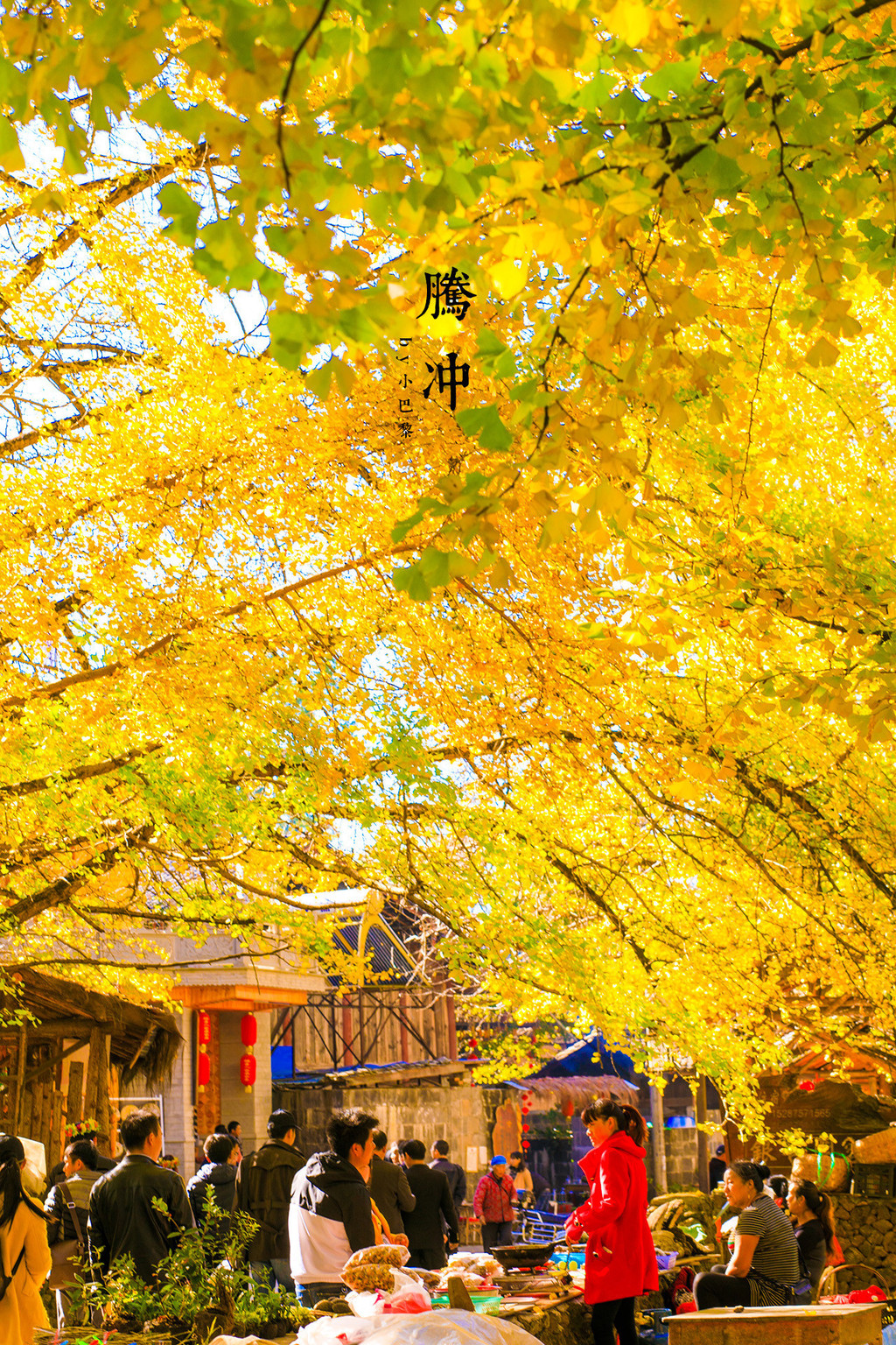 為什么不建議去騰沖旅游？深度解析背后的原因，深度解析，為何不建議前往騰沖旅游？