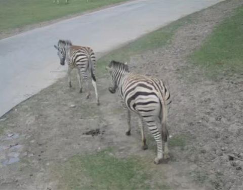 上海動物園門票價(jià)格及購買指南，上海動物園門票價(jià)格與購買攻略