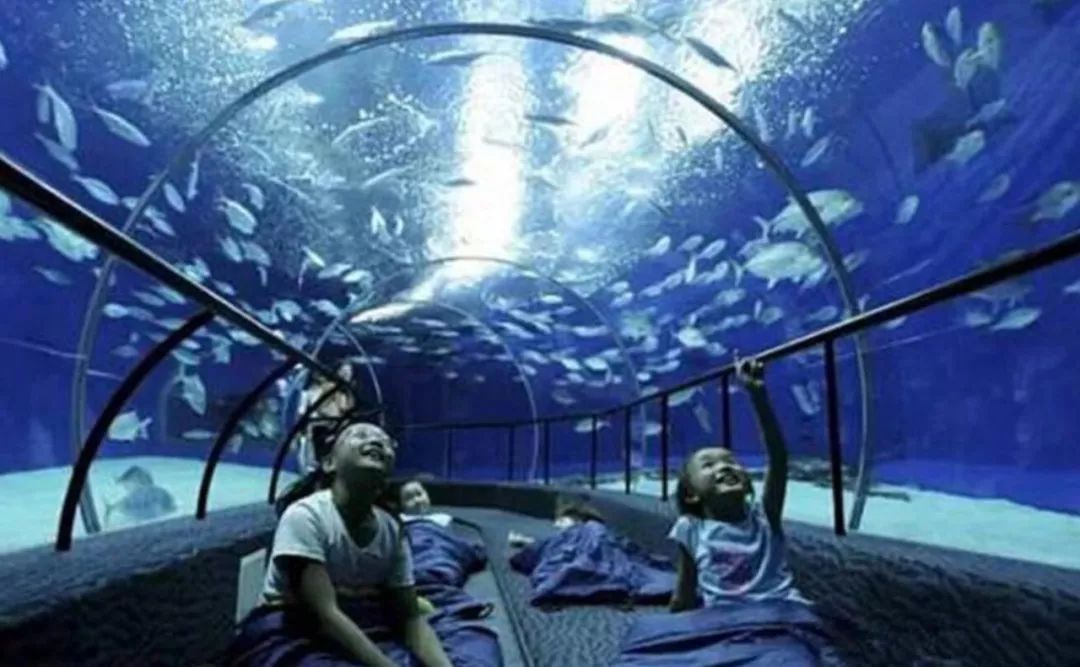探秘上海水族海洋館——一次奇妙的海洋之旅，探秘上海水族海洋館，海洋之旅的奇妙之旅