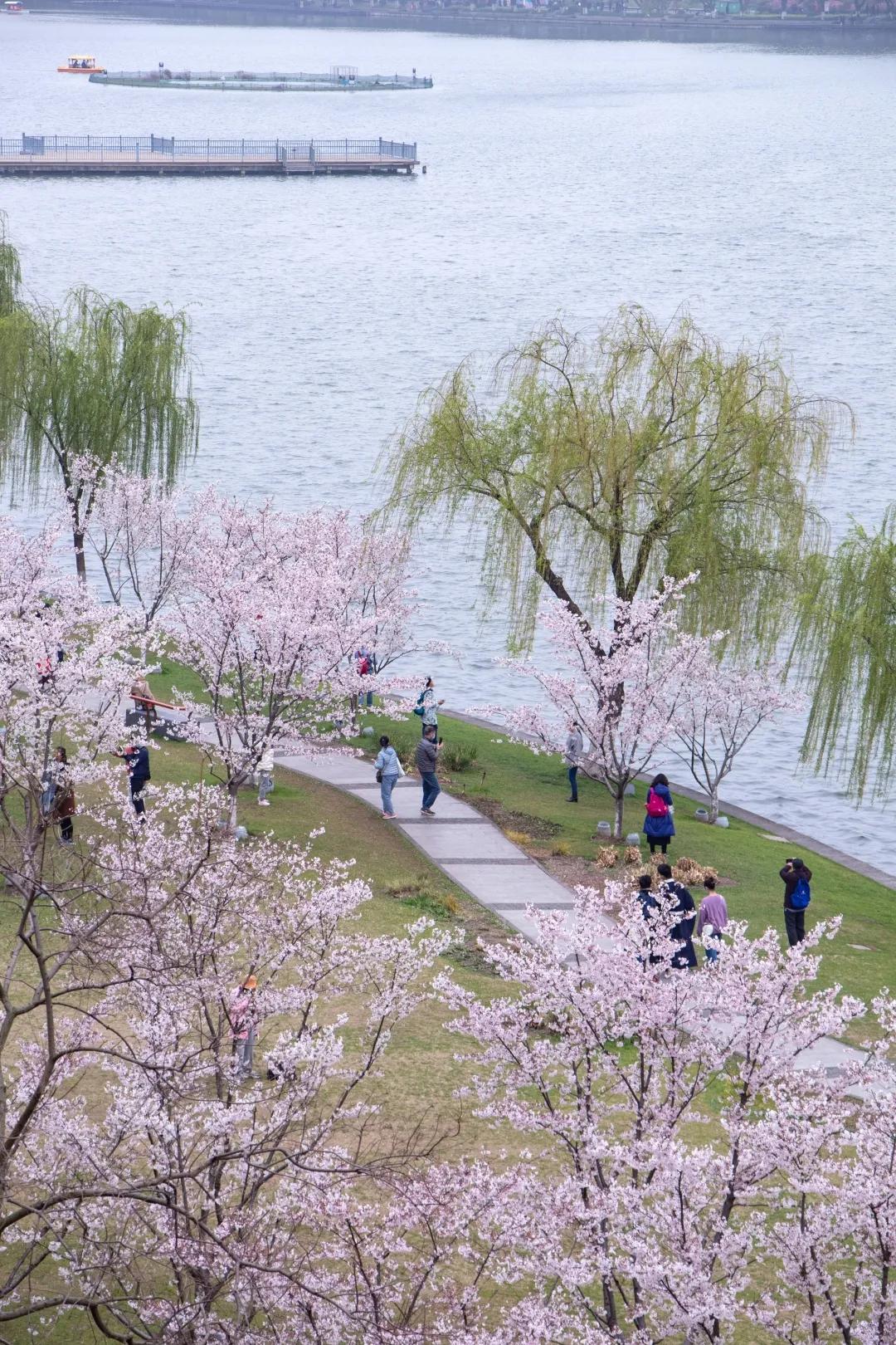 古雞鳴寺，歷史底蘊(yùn)與神秘魅力的交織，古雞鳴寺，歷史底蘊(yùn)與神秘魅力的融合