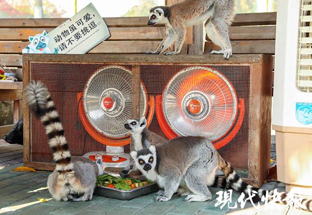 常州動(dòng)物園門票價(jià)格詳解，常州動(dòng)物園門票價(jià)格全面解析
