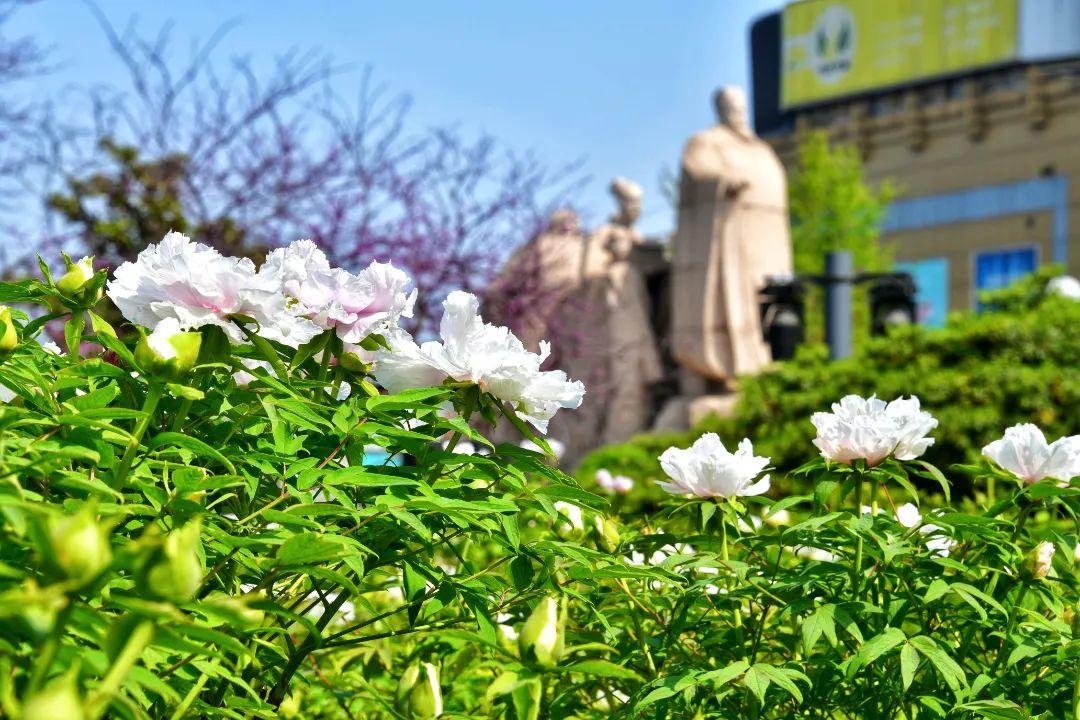 洛陽牡丹園門票價格詳解，洛陽牡丹園門票價格全解析