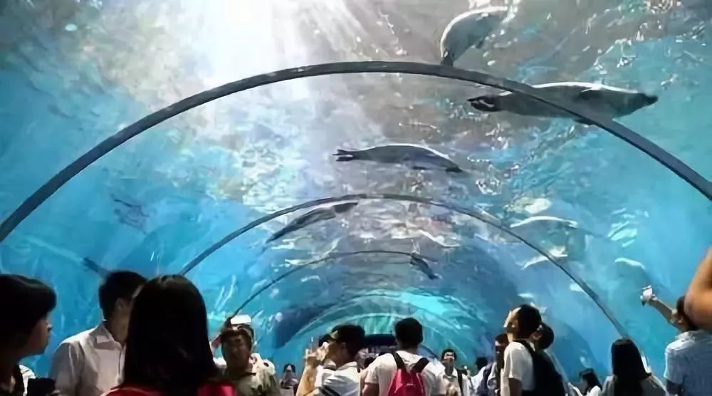 青島極地海洋世界免費政策詳解，青島極地海洋世界免費政策全面解析